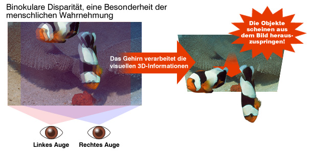 Binokulare disparität, eine Besonderheit der menschlichen Wahrnehmung