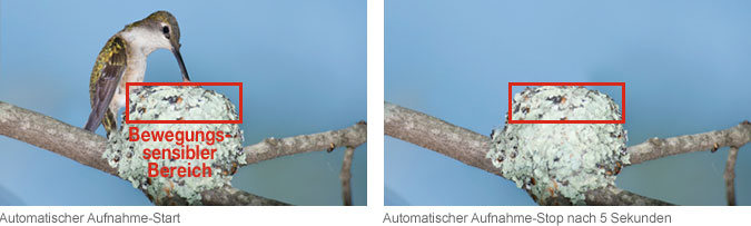 Automatischer Aufnahme-Start:Bewegungssensibler Bereich > Automatischer Aufnahme-Stop nach 5 Sekunden