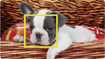 Pet Detection / Pet Shot (Haustier-Erkennung / automatische Tier-Portraits)