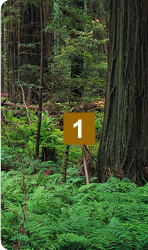 Holz - der ideale Werkstoff fr natrlichen Klang